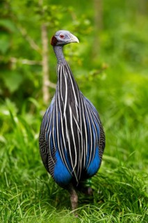 Vulturine guinea fowl (Acryllium vulturinum) walking on a meadow, Bavaria, Germany