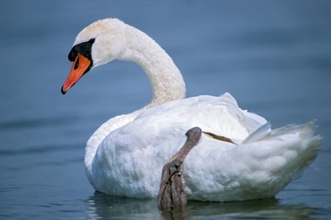 Cygnus olor, mute swan, anatidae, birds, duckbirds, mute swan, male, swan, swans, swans, birds,