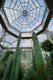 Interior view of cactus, cactus in a greenhouse, Wilhelma, Zoological-Botanical Garden, Stuttgart,