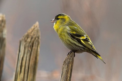 Carduelis spinus, siskin, spinus spinus, siskin, birds, garden, garden fence, male, passeri,
