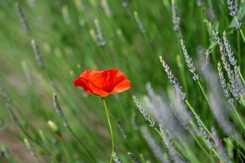 Poppies in lavender fields, Provence, France