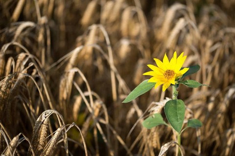 Asteraceae, annual sunflower, common sunflower, helianthus annuus, daisy, common sunflower, flora,