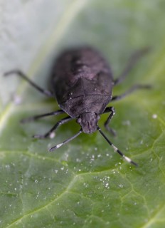 Field bug, gray garden bug, raphigaster nebulosa, bug, tree bug, high size, portrait, insects,