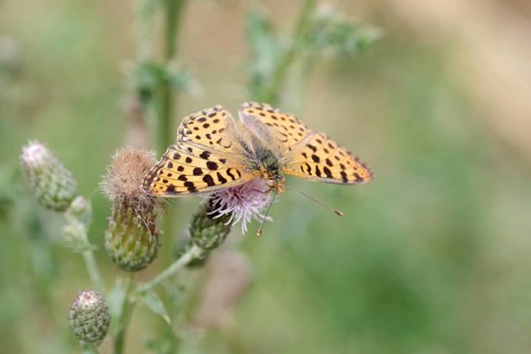 Queen of Spain fritillary (Issoria lathonia), macro, Spear Thistle, nectar, Germany