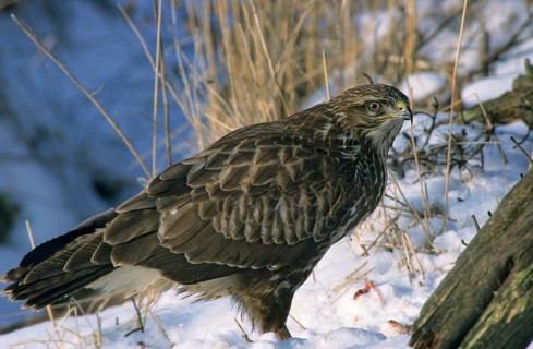Accipitriformes, buzzard, buteo buteo, buzzard, buzzard, birds of prey, leo, raptor, raptors,