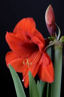 Amaryllis, Knight Star, Hippeastrum hybrids