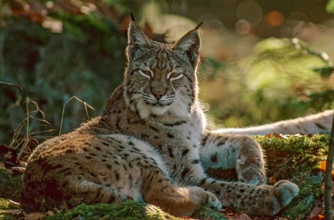 Carnivora, Eurasian lynx, felis lynx, lynx, predators, FFH, mammals, raptors, mammals