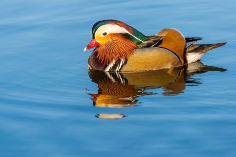 Mandarin duck (Aix galericulata) swimming on a pond, Hanover, Lower Saxony, Germany