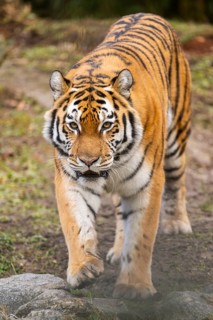 Siberian tiger (Panthera tigris tigris) walking in a forest, captive, incidence in Russia and