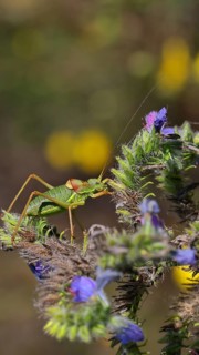Steppe saddle grasshopper (Ephippiger ephippiger), Male, in a vineyard, on Viper's bugloss (Echium