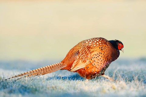 Hunting pheasant (Phasianus colchicus), cock in a meadow with hoar frost, North Rhine-Westphalia,