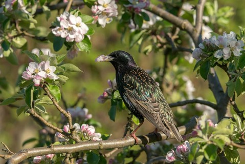 Star, Starling, Sturnus vulgaris, Birds, Passeri, Songbirds, Birds