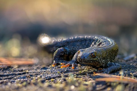 Brandenburg, Germany, Great Crested Newt, crested newt, Nabu, Nabu project, national natural