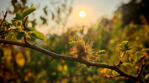 A rose apple produced by the mossyrose gall wasp (Diplolepis rosae), on a branch of a wild rose