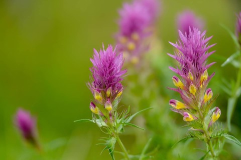 Field quail wheat, brown root family, melampyrum arvense, orobanchaceae, scrophulariaceae, summer