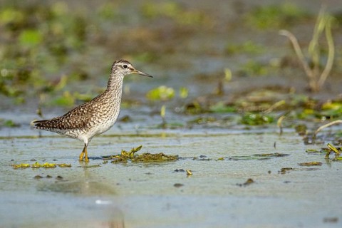 Spotted Redshank (Tringa erythropus) Hungary