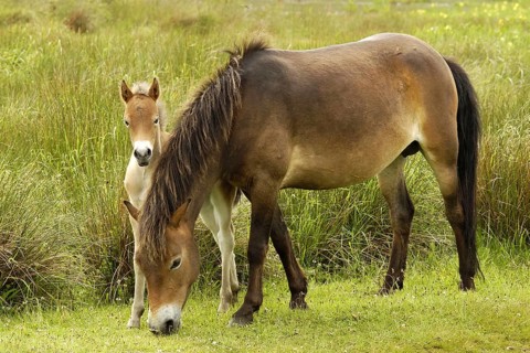 Mare with foal, island of Texel, the Netherlands