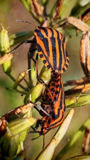 Two orange-and-black-striped striped bugs (Graphosoma italicum) on a plant, mating in their natural