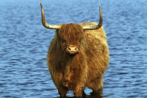 Galloway - Scottish Highland Cattle, Scotland, United Kingdom