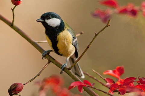 Great tit, great tit, parus major, autumn, birds, autumn, tits, passeri, songbirds, songbirds,