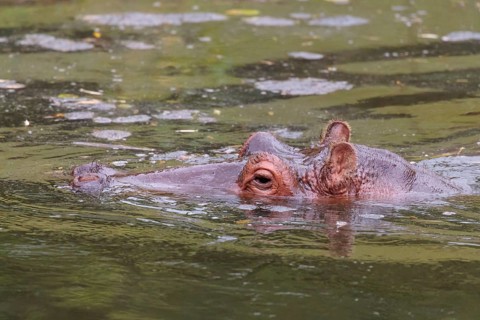 A full-grown hippopotamus (Hippopotamus amphibius) rests in the water. Only the head can be seen.
