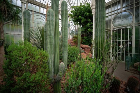 Interior view of cactus, cactus in a greenhouse, Wilhelma, Zoological-Botanical Garden, Stuttgart,