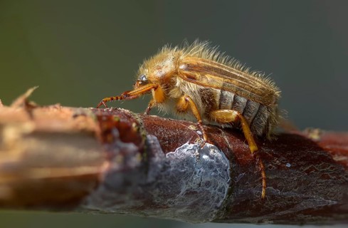 Amphimallon solstitiale, leaf horn beetle, curlew beetle, European June beetle, ribbed curlew, June