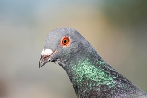 Typical city pigeon, domesticated form of rock dove, Columba livia domestica