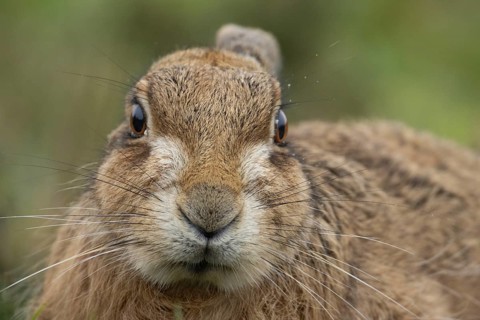 European brown hare (Lepus europaeus) adult animal head portrait, England, United Kingdom