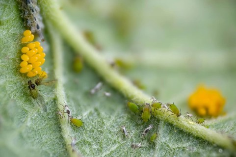 Coccinella septempunctata, seven-spotted ladybird, beetle, aphid, aphids, coleoptera, eggs,