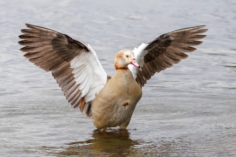 Egyptian goose (Alopochen aegyptiaca) with outstretched wings stands in shallow water, showcasing