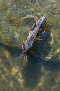 European mole crickets, grasshoppers, gryllotalpa gryllotalpa, half-devil, mole crickets, werre,