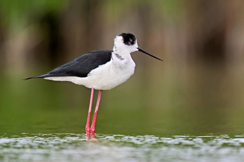 A black-winged Black-winged Stilt (Himantopus himantopus) wades through a pond in search of food,