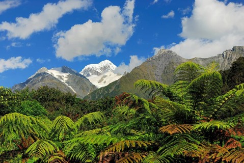 View from Fox Glacier Valley to Mt. Tasman, Westland National Park, World Heritage Site South West