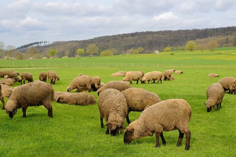 Domestic sheep (Ovis gmelini aries) in a pasture, flock of sheep, North Rhine-Westphalia, Germany