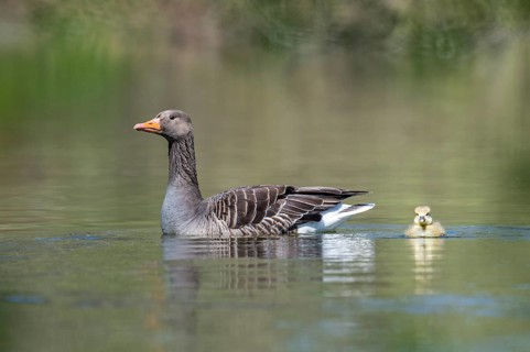 Greylag goose (Anser anser) with gosling, Hanover, Lower Saxony, Germany