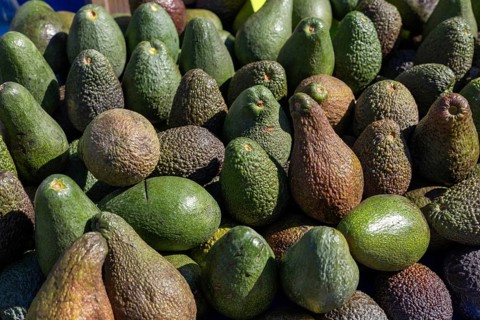 A variety of avocados are piled together, showcasing different shapes and colors