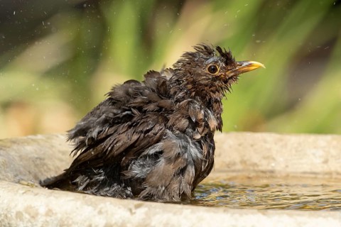 Eurasian blackbird (Turdus merula) adult garden bird bathing in a water bird bath, England, United