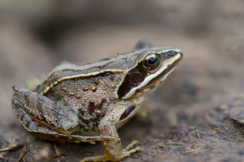 Manure heap, poop, cow dung, cow patties, moor frog, moor frog, rana arvalis, amphibians,