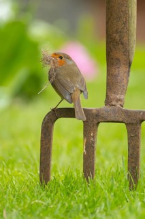 European robin (Erithacus rubecula) adult garden bird on a fork with nest material in its beak in
