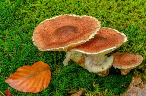 Armillaria ostoyae, Armillaria polymyces, Armillaria solidipes, brown honey mushroom, dark honey