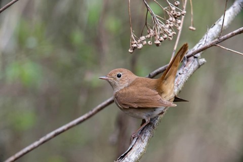 Luscinia megarhynchos, nightingale, birds, passeri, songbirds, songbirds, birds
