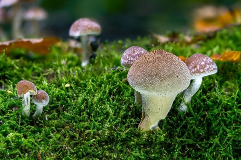 Cluster crumblecap, bottle dusting, lycoperdone perlatum, psathyrella hydrophila, psathyrella