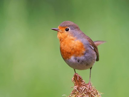 Robin (Erithacus rubecula) sitting on a mossy root, Solms, Hesse, Germany