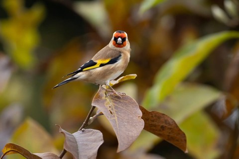 European goldfinch (Carduelis carduelis) adult garden bird in a magnolia tree with autumn colour