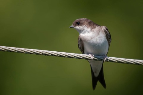 Delichon urbica, house martin, house martins, birds, adolescent, juvenile, passeri, swallows,