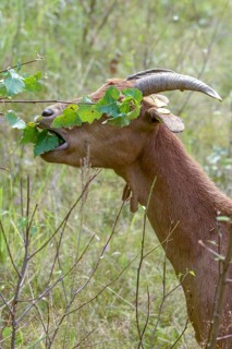 Artiodactyla, Capra Aegagrus Hircus, even-toed ungulate, cloven-hoofed, Pöllwitzer Wald, Thuringia,