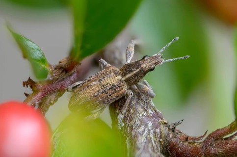 Charagmus gressorius, large lupin leaf weevil, lupine leaf weevil, sitona gressorius, beetle,