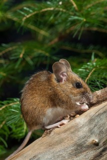 Apodemus flavicollis, yellow-necked mouse, rodents, rodentia, yellow-necked mouse, high size,