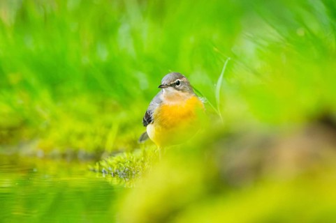 Grey Wagtail (Motacilla cinerea) hunting at a little lake in a swamp, wildlife, Germany